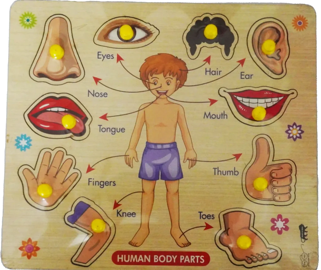 Human Body Parts Wooden Puzzle Board for Kids | Early Learning ...
