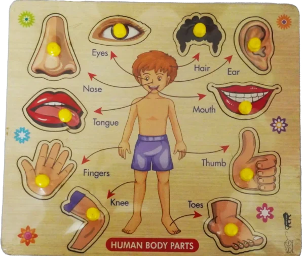 Human Body Parts Wooden Puzzle Board for Kids | Early Learning ...